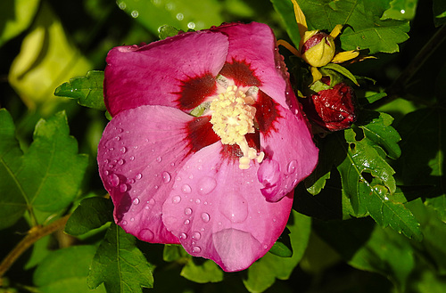 20210826 2586CPw [D~LIP] Straucheibisch (Hibiscus syriacus), Regentropfen, Bad Salzuflen