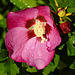 20210826 2586CPw [D~LIP] Straucheibisch (Hibiscus syriacus), Regentropfen, Bad Salzuflen