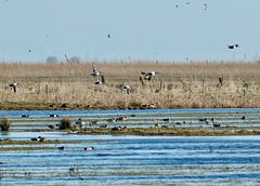 Natur- und Vogelschutzgebiet an der Elbe