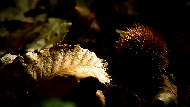 Châtaigne d'automne