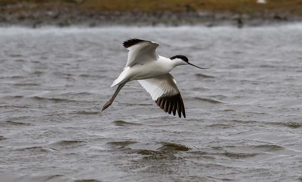 Avocet
