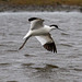 Avocet