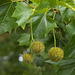 London Plane Tree Seed Pods and Leaves
