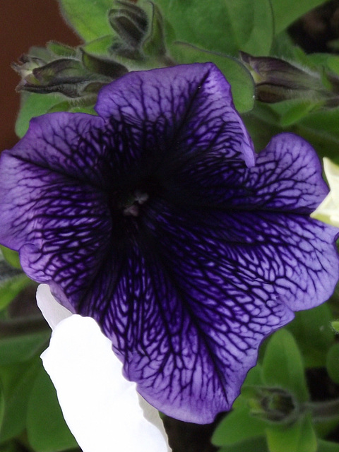 Deep purple/blue petunia