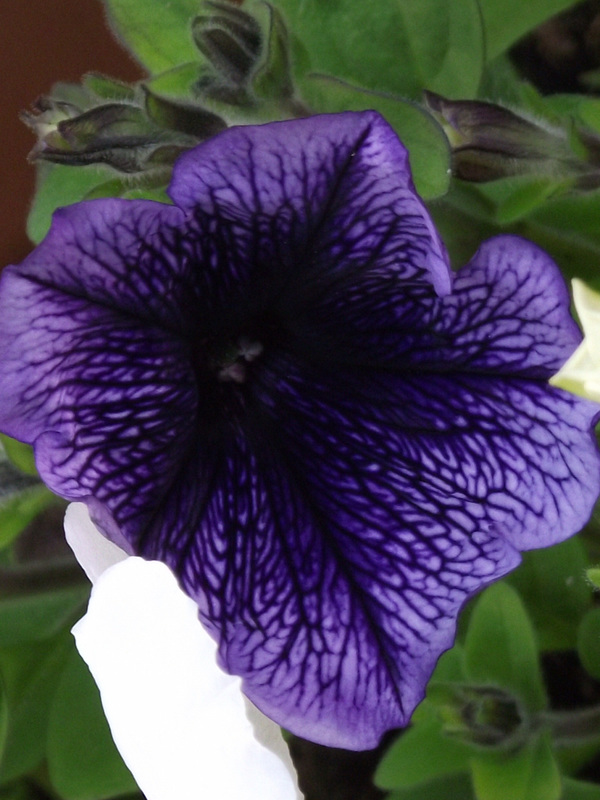 Deep purple/blue petunia