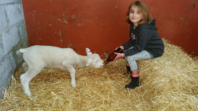 Brennemans visit the lambs