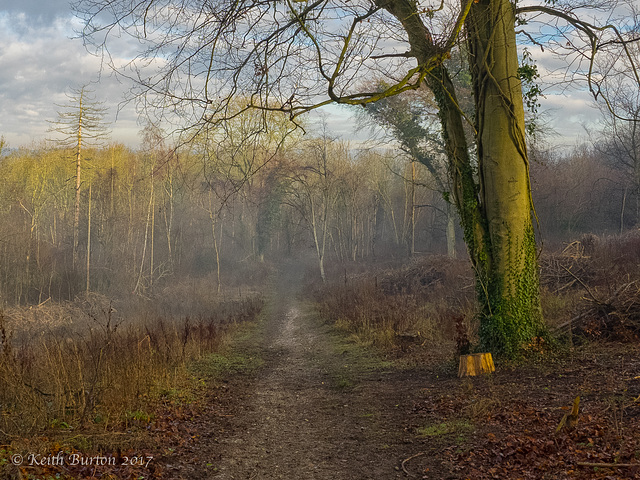 Misty Morning Walk