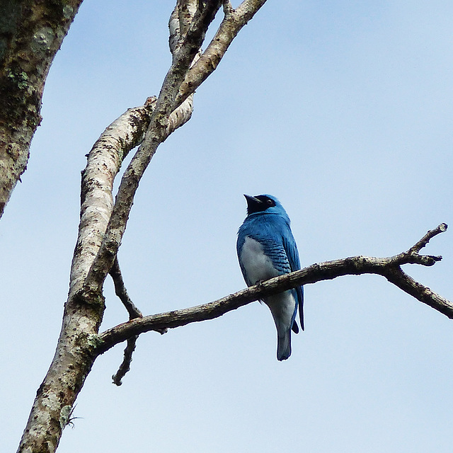 Swallow Tanager, Trinidad, Day 5