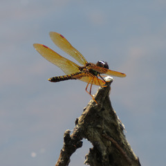 Eastern amberwing dragonfly