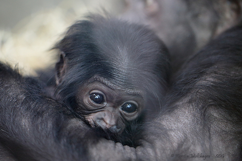 Explored - Chimbas Sohn (Wilhelma)