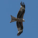 EOS 6D Peter Harriman 13 07 37 9999 RedKite dpp