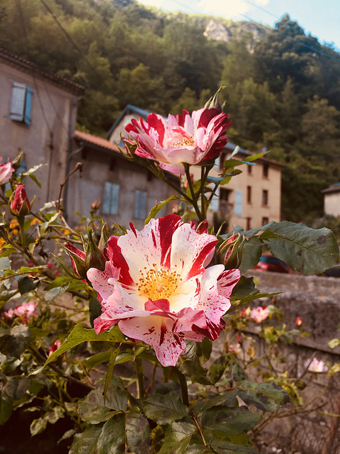 Rosier américain