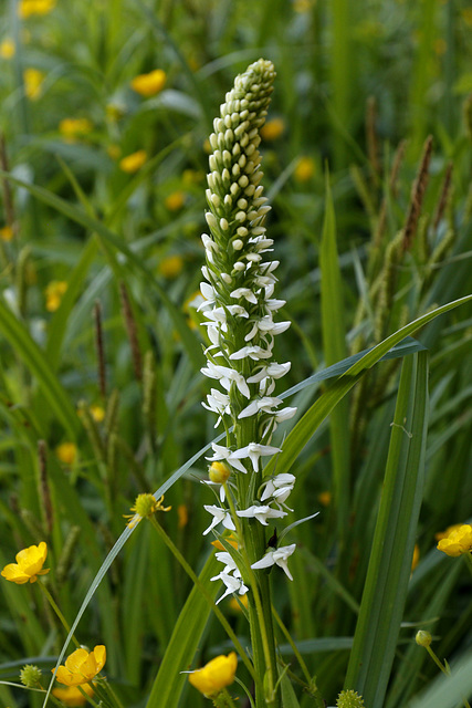 White Bog Orchid