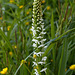 White Bog Orchid