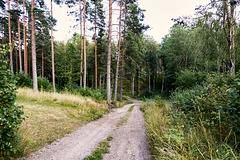 -waldweg-06585-co-08-08-19 2