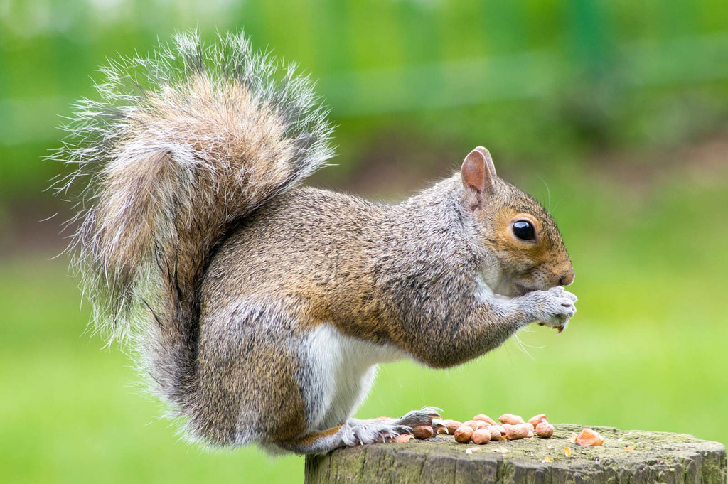 Eastham woods squirrel (24r)