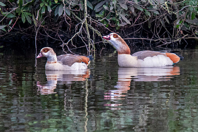 Egyptian geese