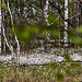 20110519 2600RAw [D~MI] Scheidiges Wollgras (Eriophorum vaganatum), Birke, Großes Torfmoor, Hille