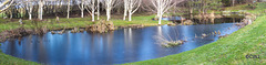 The pond almost as full as it has ever been