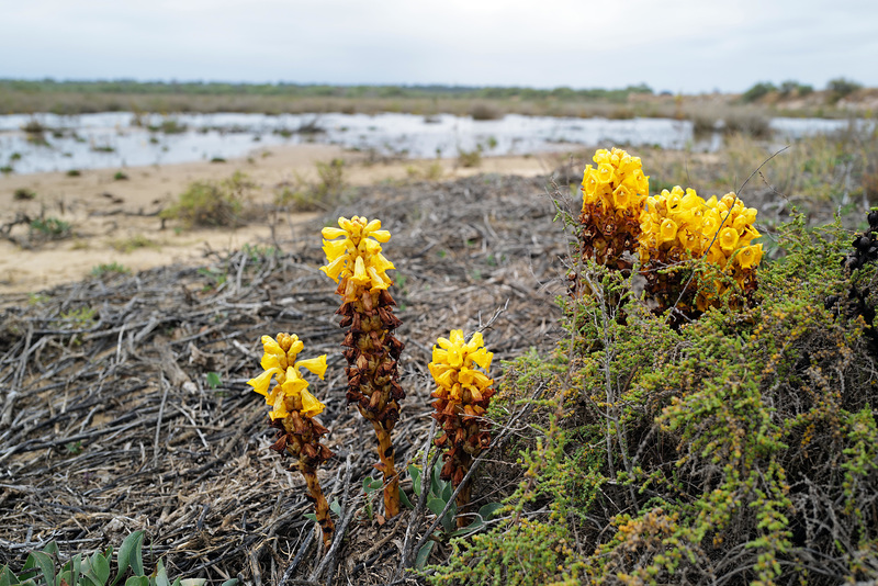 Cistanche phelypaea, Lamiales