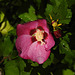 20210826 2587CPw [D~LIP] Straucheibisch (Hibiscus syriacus), Regentropfen, Bad Salzuflen