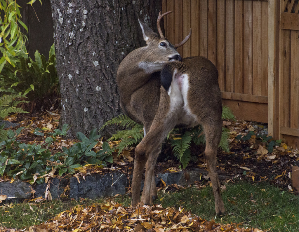 Columbian black-tailed deer