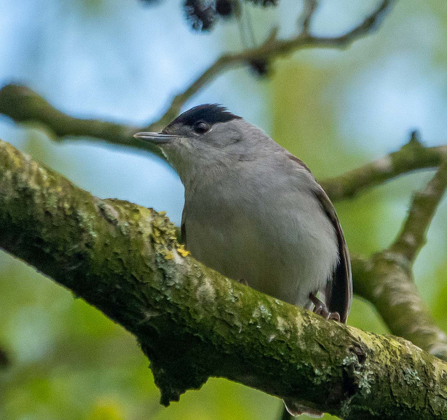 Blackcap