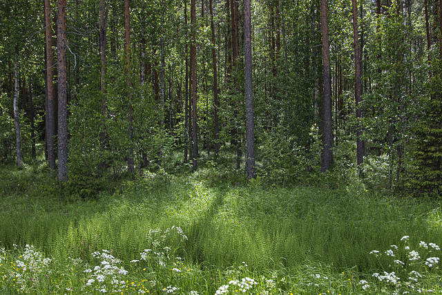 Sommer in Finnland