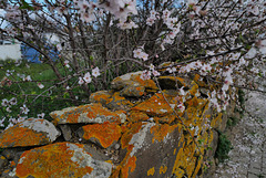 Prunus dulcis, Almond tree, Penedos