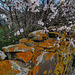 Prunus dulcis, Almond tree, Penedos