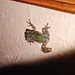 TINY LITTLE FROG VISITOR !