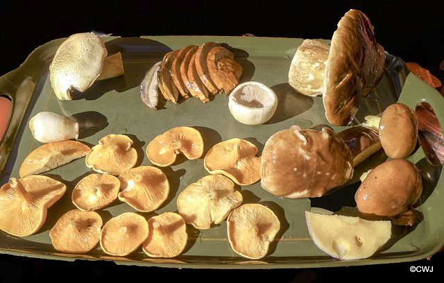 A morning walk in the woods for breakfast! From top left clockwise: Field Mushroom, Sliced Boletus, field mushroom, Boletus, Golden Chanterelles (On the Red List endangered species, but common in Scot