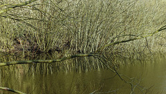 20200321 6977CPw [D~LIP] Purpur-Weide (Salix purpurea), Bad Salzuflen