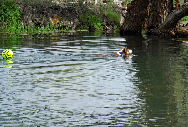 Swimmer