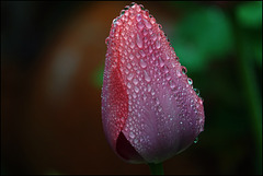 Nach dem Regen
