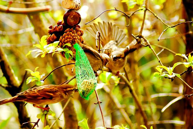 Bird watching: When two fight, the third is pleased. ©UdoSm