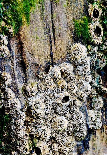 Barnacles