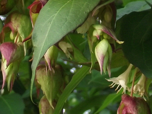 More of the honeysuckle