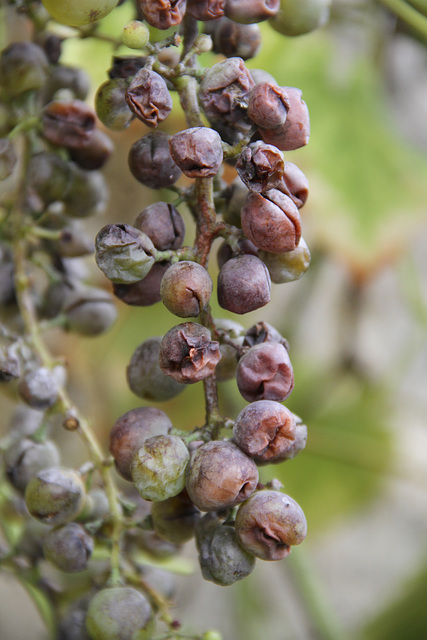 Chasselas malade !