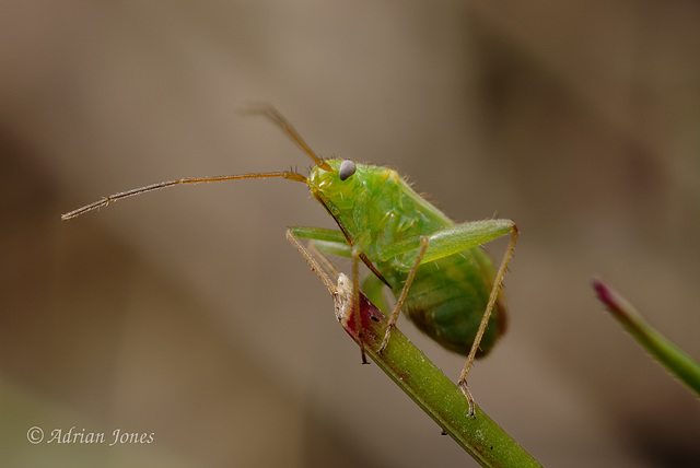 Orthotylus ericetorum