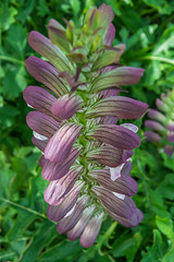 Acanthus hungaricus, Blütenstand