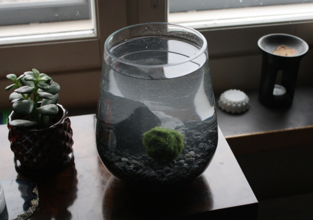 Marimo