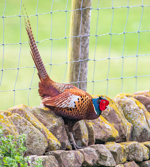 Pheasant