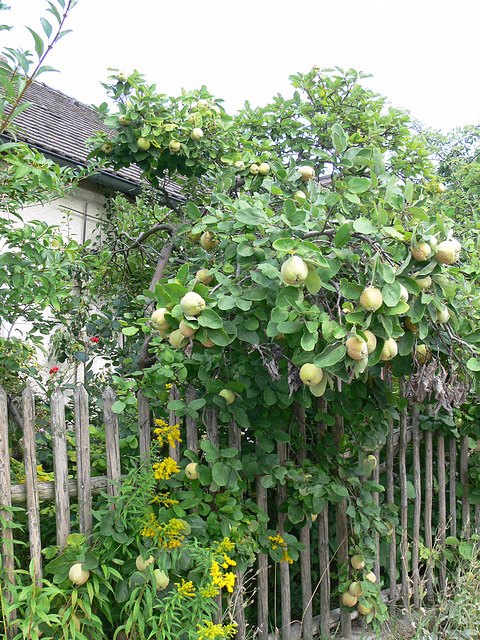 Quitten am Zaun