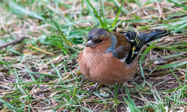 Chaffinch