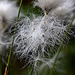 20110519 2602RAw [D~MI] Scheidiges Wollgras (Eriophorum vaganatum), Großes Torfmoor, Hille