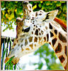 Giraffe: "Thank's, tasty and served at the right height..." ©UdoSm