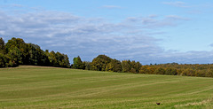 Sunshine on the Downs