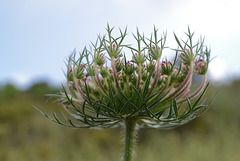 Daucus carota