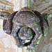 lacock abbey, wilts (129) acrobat, c15 cloister vaulting boss